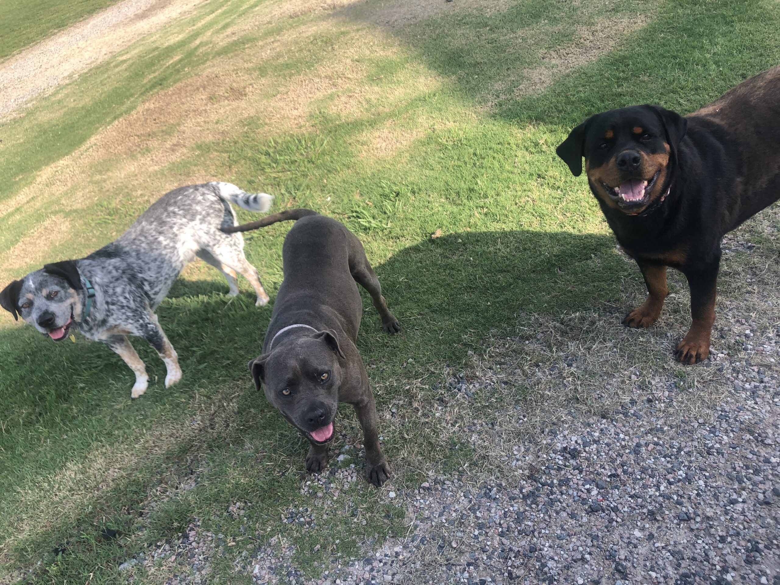 Vineyard dogs playing on the lawn